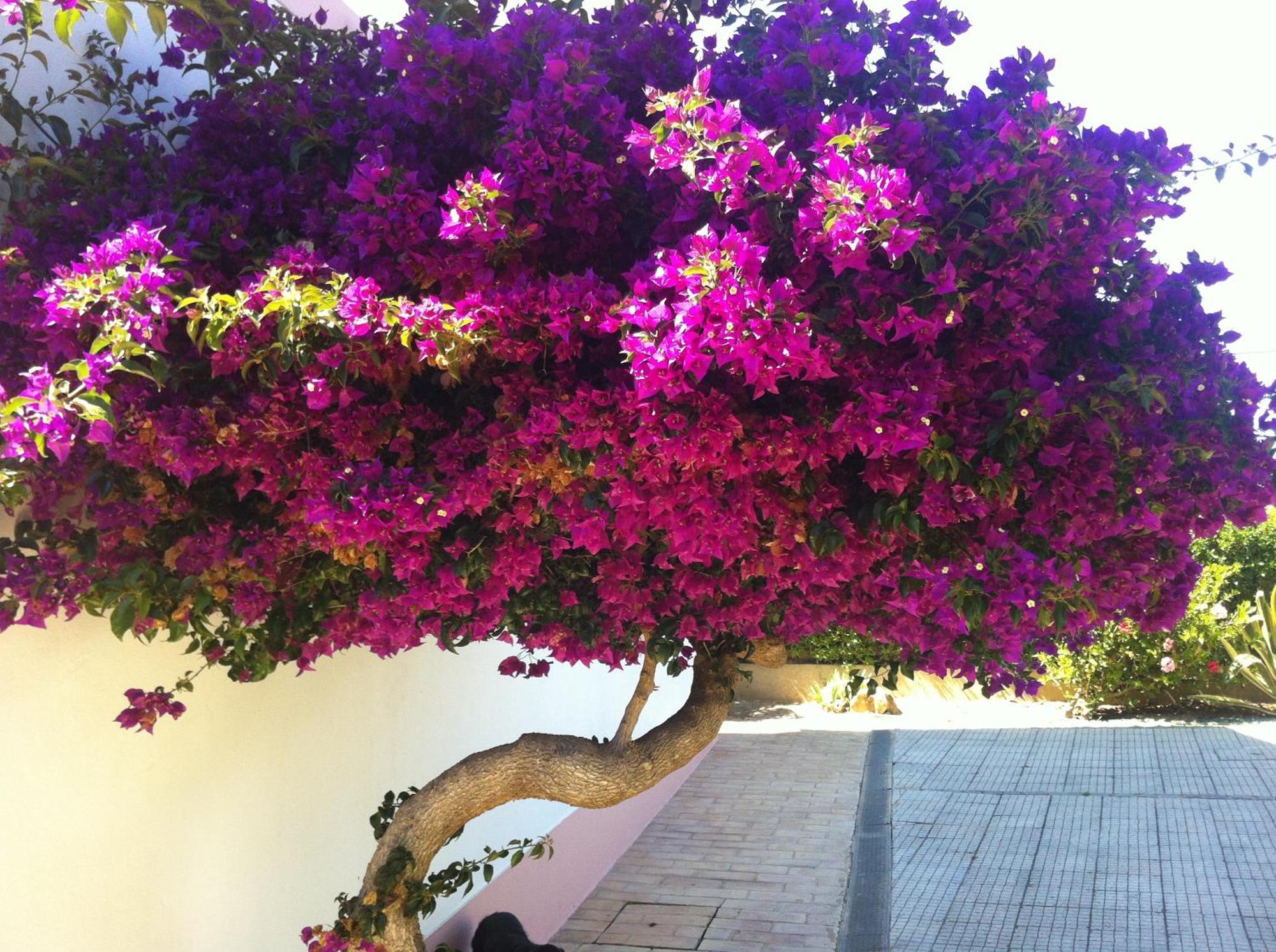 Casa Do Cabo De Santa Maria Hotel Sagres Luaran gambar